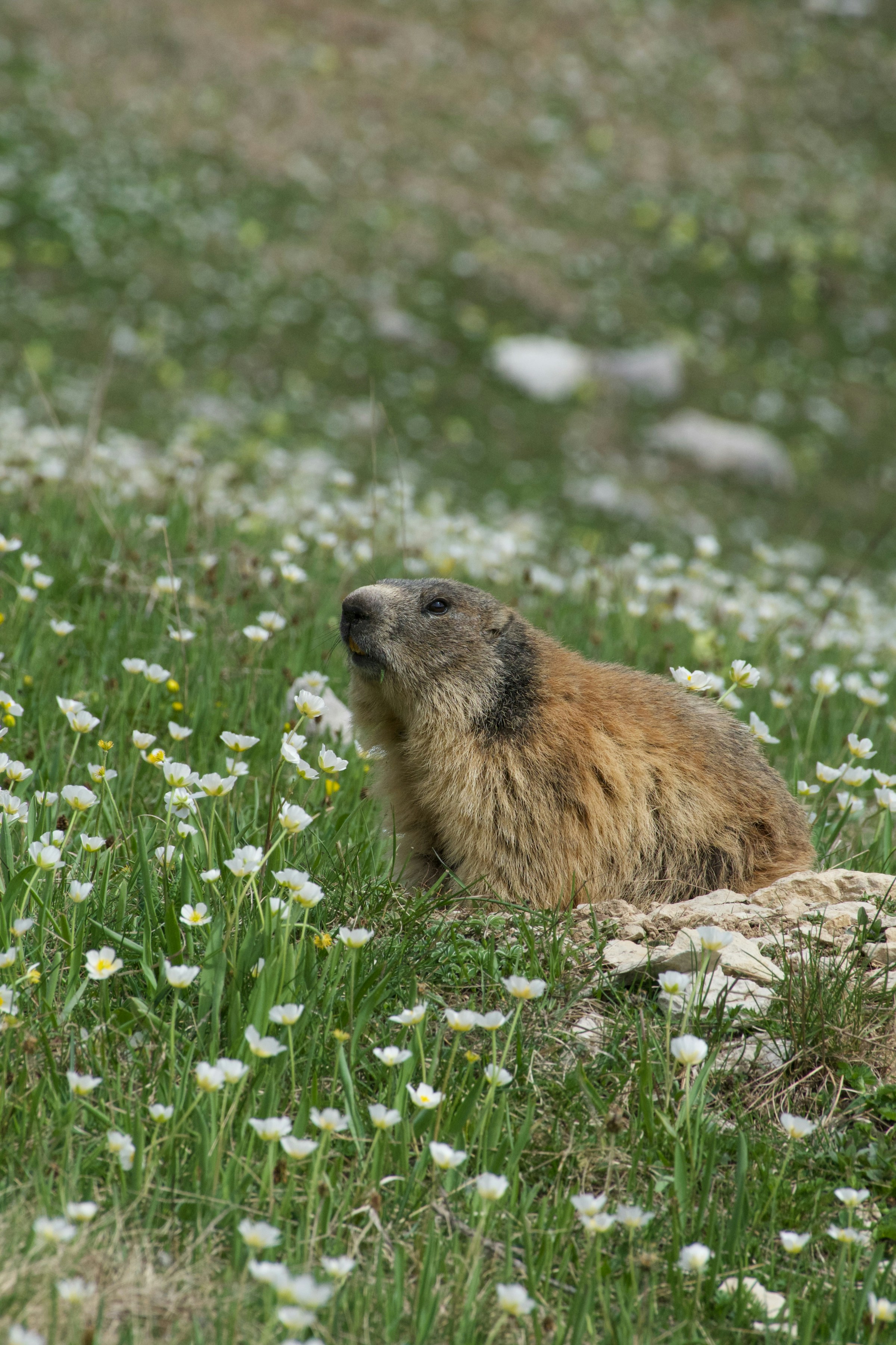 groundhog image by thomas jarrand unsplash